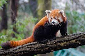 Rare Red Panda among exotic animals being smuggled
